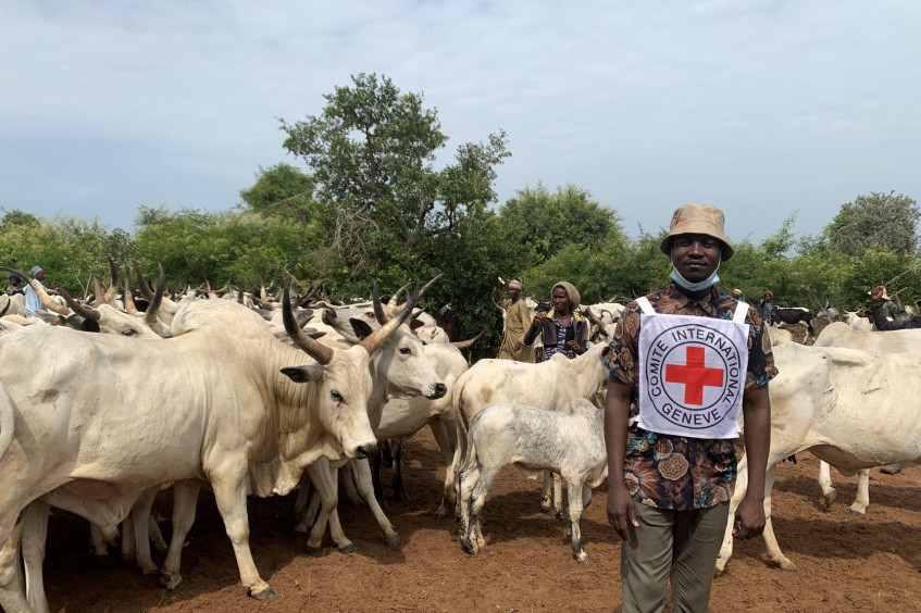 Nigeria: Livestock programmes help restore and sustain livelihoods