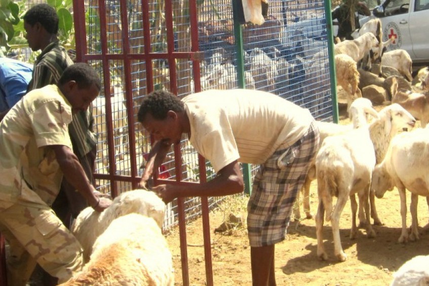 Eritrea: la salud del ganado garantiza la supervivencia de una aldea