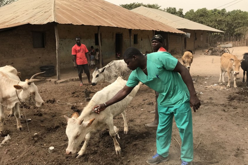 Nordguinea Bissau: Die Gesundheit der Herde ist eine Frage des Überlebens.