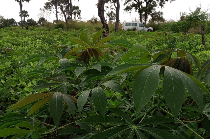 South Sudan: ICRC introduces disease-resistant cassava varieties to combat food shortage