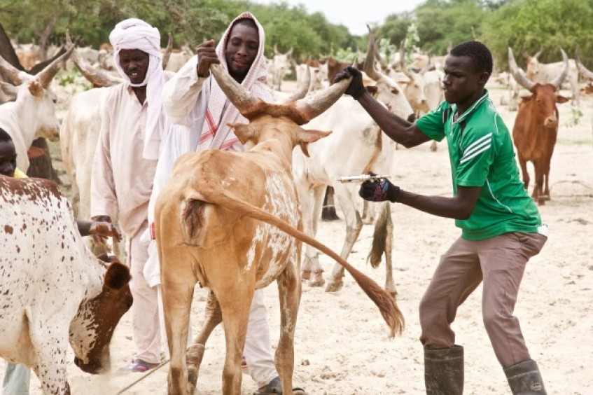 Chade: proteger os meios de subsistência com a vacinação dos animais
