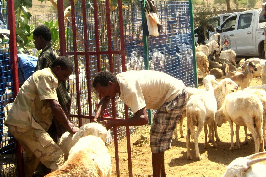 Érythrée : la survie du village dépend de l’état de santé de son bétail