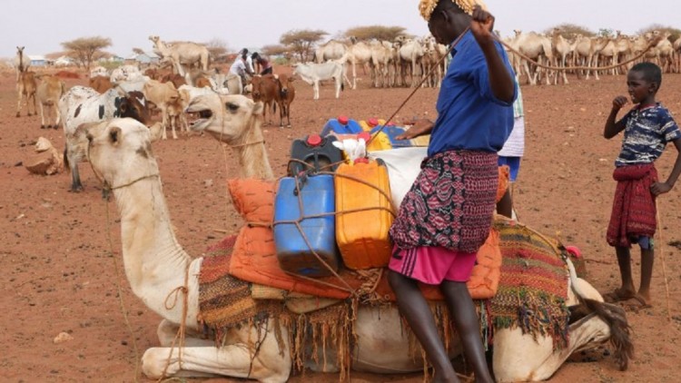الصومال: تدفق المياه يجذب رعاة الماشية