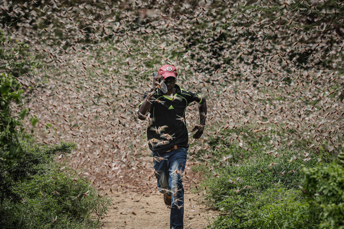 Kenya - Man dashes through a swarm of desert locusts to chase them away in the bush near Enziu, 200km east of Nairobi