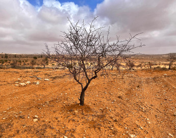 利比亚：冲突削弱了农民减轻气候风险的能力