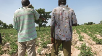 Mali : cultiver la terre en prison 