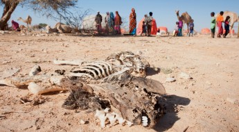 Somalie: des éleveurs nomades touchés de plein fouet par une sécheresse sans précédent