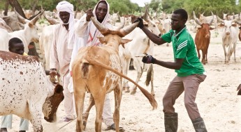 Chad: vacunar al ganado para proteger los medios de subsistencia 