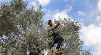 غزة: حصاد الزيتون في مهب التغير المناخي