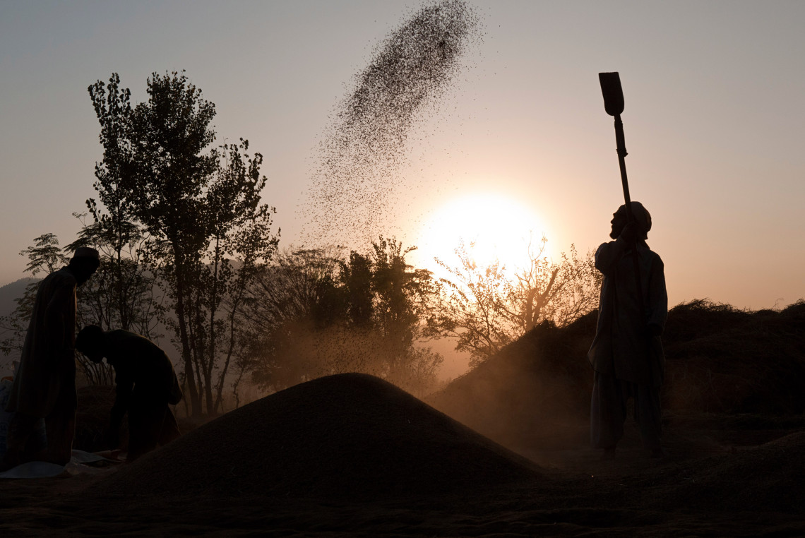 Província de Khyber Pakhtunkhwa, Paquistão. Agricultores trabalham na colheita de arroz. Didier Revol/CICV