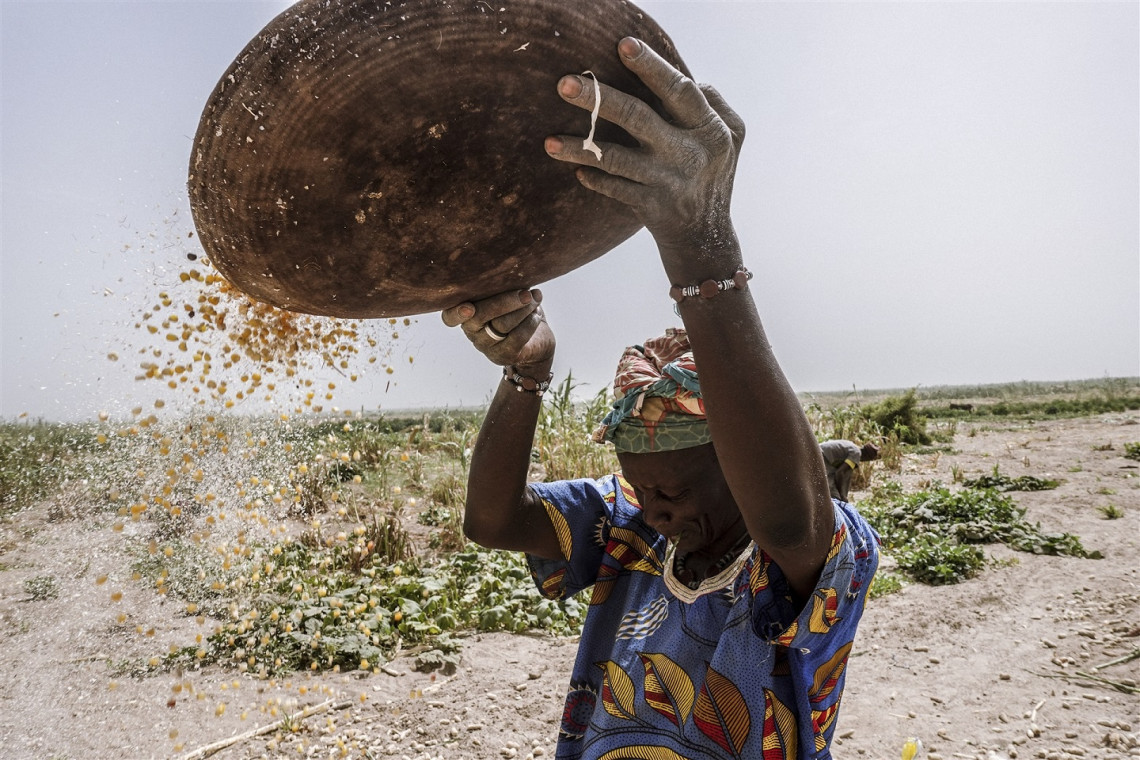 Timbuktu region. Women drying corn in the sun. Climate change and the advance of the desert have severe consequences on farmers living in the region. © Mouhamadou Birom Seck / ICRC