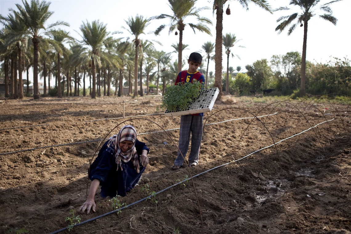 A drip irrigation system, donated to a widow through an ICRC livelihood support project, enabled her to plant tomatoes and thus support her family. Photo: Pawel KRZYSIEK/ICRC